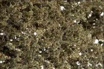 Dead Fine Leaf Foliage 1